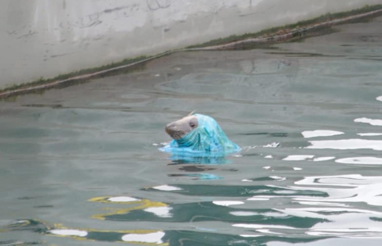 ޕްލާސްޓިކްގެ ނުރައްކާ އަނެއްކާވެސް ފޮޓޯއަކުން