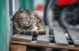 A stray cat in the capital city of Male'. PHOTO: NISHAN ALI/ MIHAARU