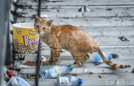 Stray cat on the streets of Male'.-- Photo: Mihaaru
