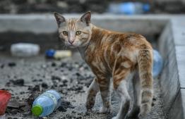 A stray cat in Male' City. PHOTO: NISHAN ALI / THE EDITION