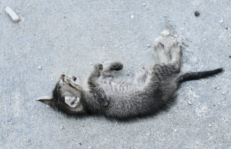 ވެޓަށް ގެންދާ ބުޅާތައް މަރުވާ މައްސަލަ ބޮޑުވެއްޖެ