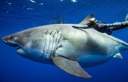 The female Great White shark known as 'Deep Blue' PHOTO: INSTAGRAM/JUANSHARKS