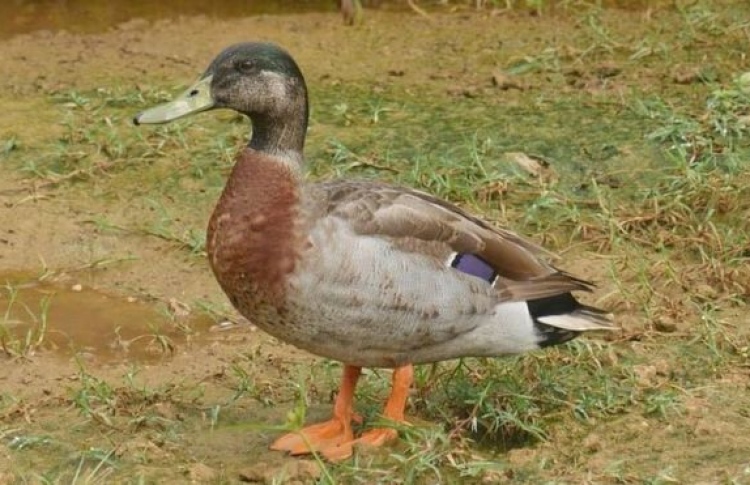 "އެންމެ އެކަނިވެރި" އަސްދޫނި މަރުވެއްޖެ