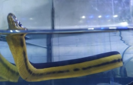 މަކުނުދޫއިން ފެނުނު ވިހަ ގަދަ ކަނޑު ހަރުފަ -- ފޮޓޯ: އަހުމަދު ތަހުސީމު