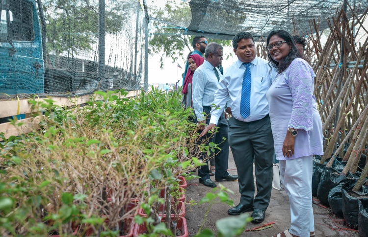 ބޮޑުތަކުރުފާނު މަގު ފެހިކުރަން ގަސް ހަދިޔާކޮށްފި