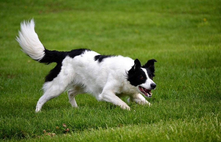 ގެންގުޅޭ ކުއްތާ ވައްވައް ޖަހާ ނަމަ ޖޫރިމަނާ ކުރަނީ
