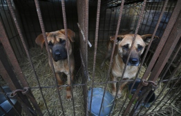 Dogs look out from a cage at a dog farm during a rescue event, involving the closure of the farm organised by the Humane Society International (HSI), in Hongseong on February 13, 2019. - This farm is a combined dog meat and puppy mill business with almost 200 dogs and puppies on site. HSI provides a solution to help dog meat farmers give up their business as a growing number of South Koreans oppose the cruelty of the dog meat industry. (Photo by Jung Yeon-je / AFP)