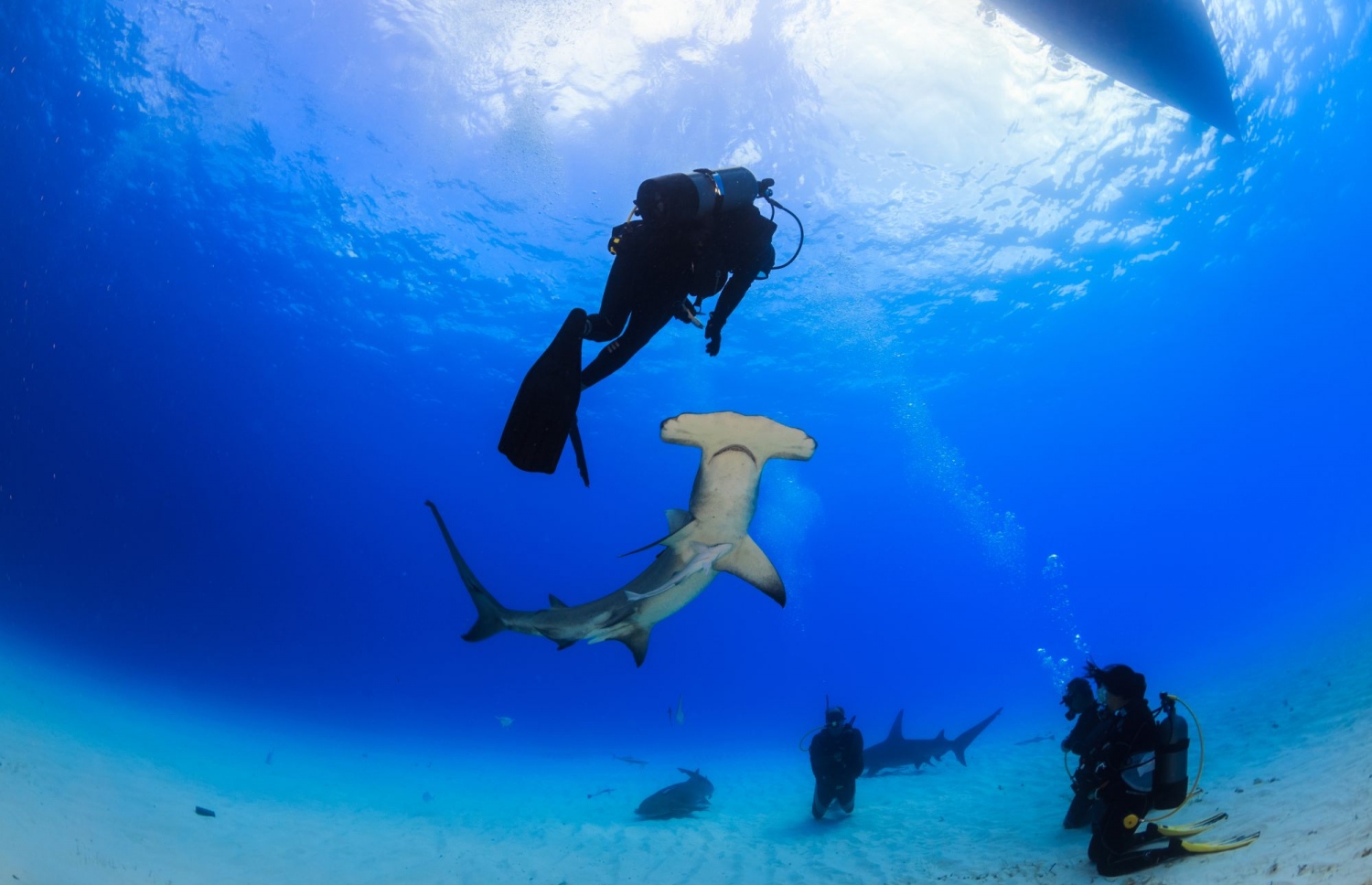 ޓޫރިސްޓުންތަކެއް މިޔަރާ އެކު ޑައިވް ކުރަނީ: މިޔަރު ބަލަން އަންނަ މީހުން ގިނަ - ފޮޓޯ: ޑައިވްބުކް