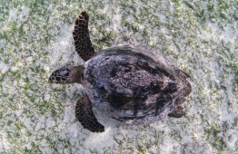 A Hawksbill sea turtle is seen on a seagrass bed. PHOTO: ANDY BALL/MALDIVES UNDERWATER INITIATIVE