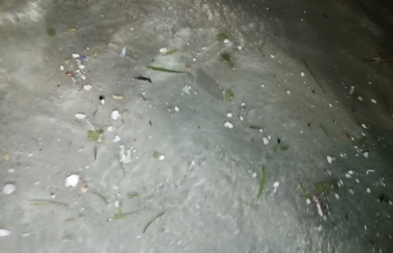 ރަސްފަންނު މޫދުގައި މިރޭ ނަޖިސް ދައުރުވަނީ.