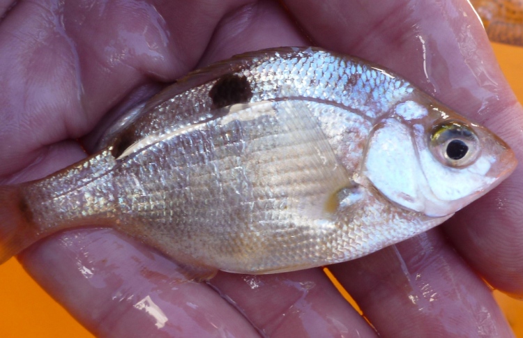 އާ އެންޓިބަޔޮޓިކެއް މަހު ލޮނދިން އުފެއްދިދާނެ