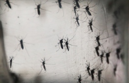 The agency revealed that 33 cases of dengue were reported in June. PHOTO: MARIO TAMA/GETTY IMAGES