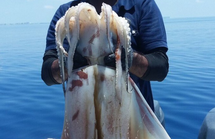 މި ދެ ބޯވަދިލަމަހުގެ އަގަކީ 4،100 ރުފިޔާ!