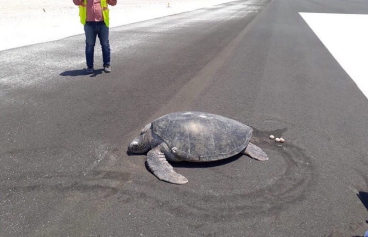 ބިސްއަޅަން ރަންވޭއަށް އެރިކަމަށް ބެލެވޭ ވެލާ މަރުވެއްޖެ