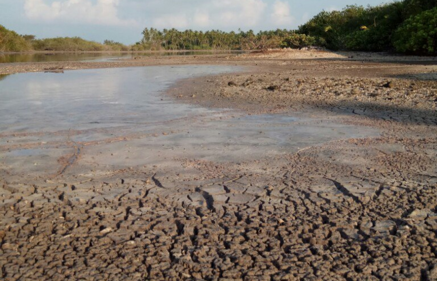 ކުޅުދުއްފުށީ މަށި ކުޅި: ގުދުރަތީ ވަރަށް ބޮޑު ހިމާޔަތެއް -- ފޮޓޯ: ސޭވް މޯލްޑިވްސް