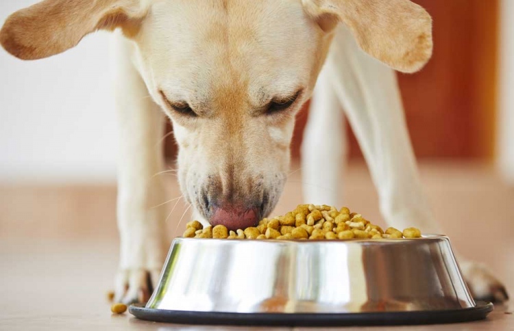 ކުއްތާއަށް ކާންދިނުމުން ތިން ލައްކަ ރުޕީސްގެ ޖޫރިމަނާ