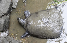This photo taken on May 6, 2015 shows a female Yangtze giant softshell turtle at Suzhou Zoo in Suzhou in China's eastern Jiangsu province. - The world's largest turtle is on the brink of extinction after a female specimen died on April 13, 2019 at Suzhou zoo, leaving behind just three known members of the species. (Photo by STR / AFP) / 