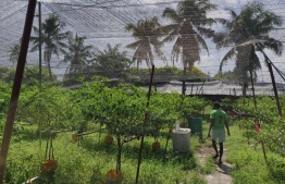 A person tends to a farm