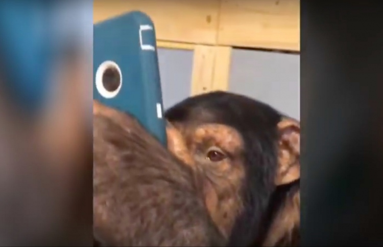 ޗިމްޕެންޒީއާ ފޯނާ ކުޅެން އިންނަ ވީޑިއޯ އިން ނަގާފައިވާ ސްކްރީންޝޮޓެއް.