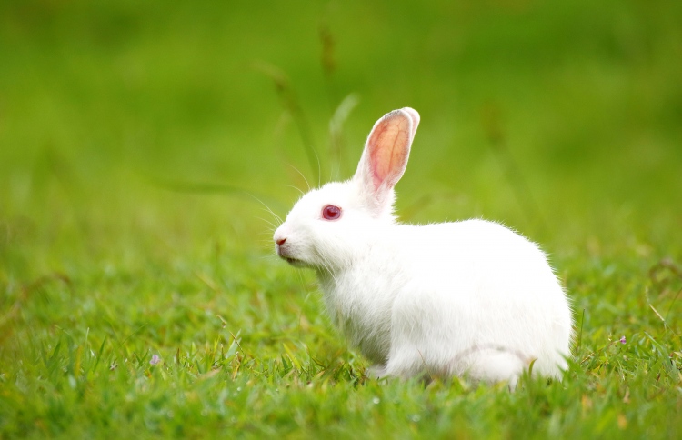 ހަވާގެ އަޑަށް މުސަޅުތަކެއް މަރުވުމުން ބަދަލު ދޭން ޖެހިއްޖެ