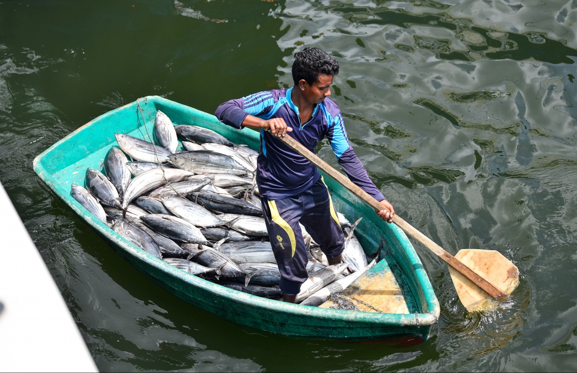 މާލެ: މޭ 5، 2019- ނޯތު ހާބަރުގައި އޮތް މަސްދޯންޏަކުން ކުޑަ ޑިންގީއަކަށް މަސްތަކެއް އަރުވައިގެން އެއްގަމަށް ގެންދަނީ.---ފޮޓޯ: ހުސައިން ވަހީދު/މިހާރު