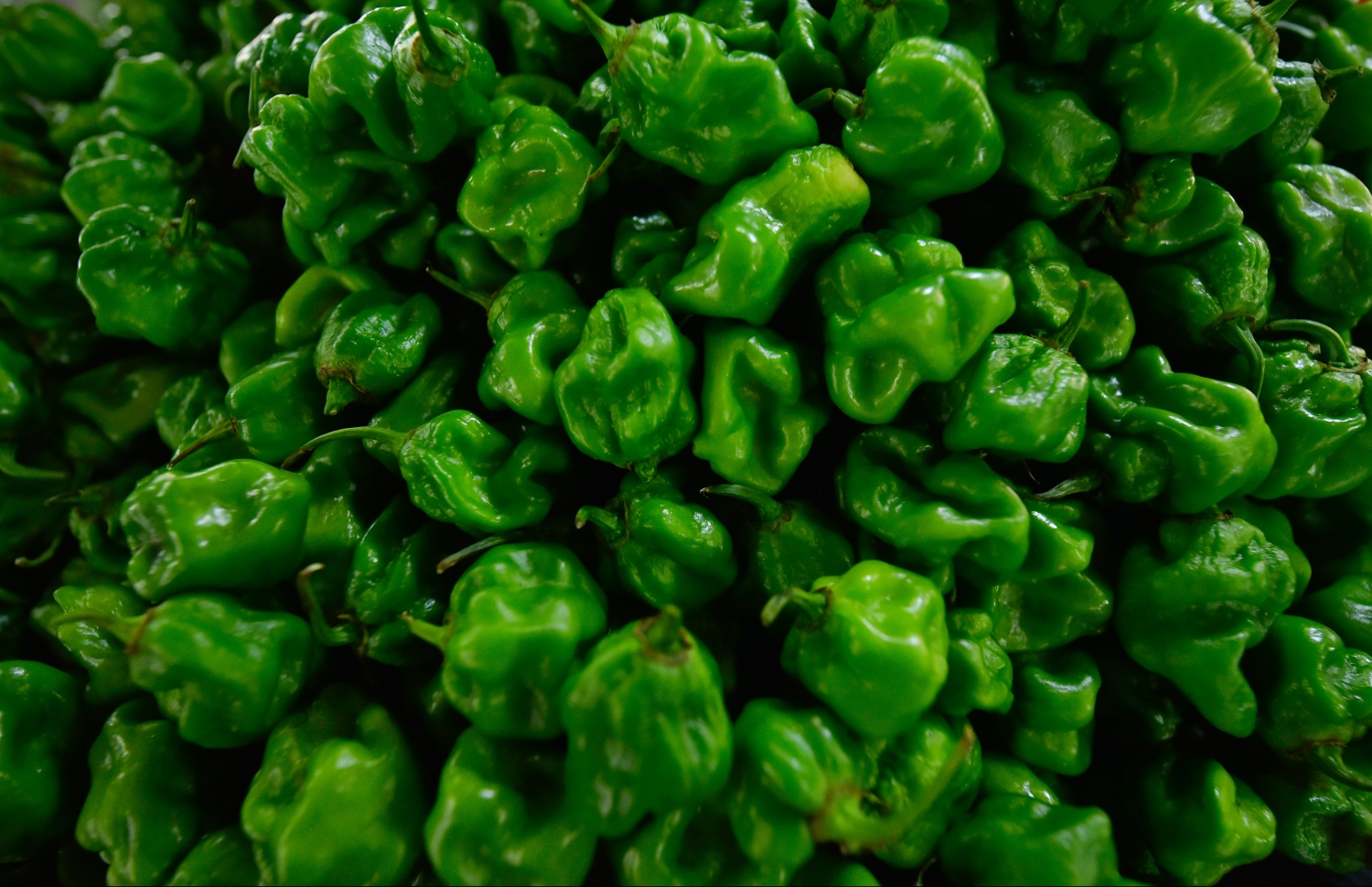 މާރުކޭޭޓުގައި ވިއްކަން ހުރި ގިތެޔޮ މިރުސްތަކެއް.-- ފޮޓޯ: ނިޝާން އަލީ/ މިހާރު