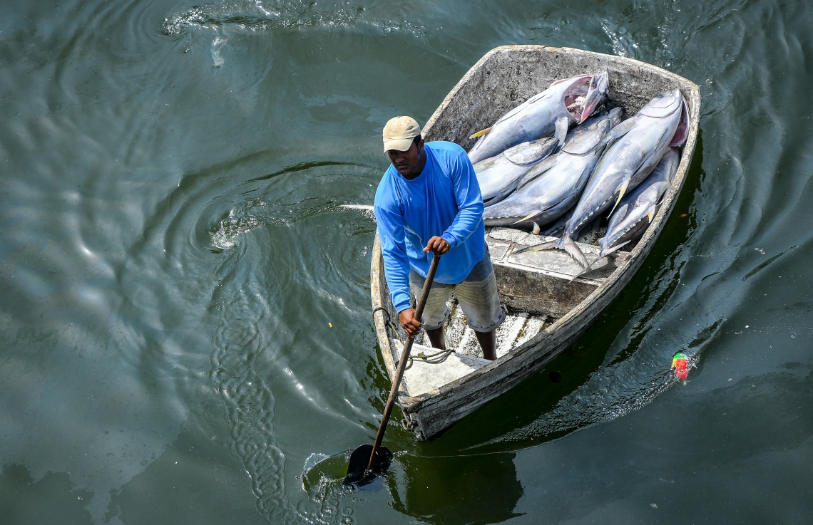 މާލެ: މޭ 5، 2019- ނޯތު ހާބަރުގައި އޮތް މަސްދޯންޏަކުން ކުޑަ ޑިންގީއަކަށް ކަންނެލި އަރުވައިގެން އެއްގަމަށް ގެންދަނީ.---ފޮޓޯ: ނިޝާން އަލީ/މިހާރު