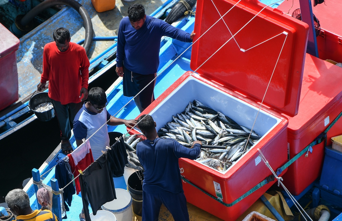 މާލެ: މޭ 5، 2019- ނޯތު ހާބަރުގައި އޮތް މަސްދޯންޏަކުން މަސްތަކެއް ބާލަނީ.---ފޮޓޯ: ނިޝާން އަލީ/މިހާރު