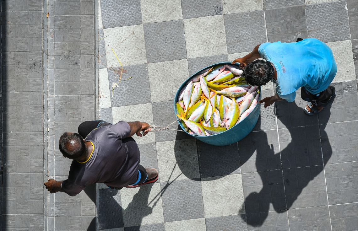 މާލެ: މޭ 5، 2019- ލޯކަލް މާރުކޭޓު ކައިރިން ފީފާބުރިއެއްގައި ބަޔަކު ފަރުމަސްތަކެއް އުފުލަނީ.---ފޮޓޯ: ނިޝާން އަލީ/މިހާރު