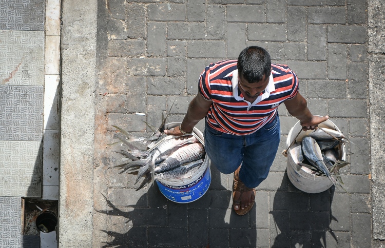 މަހުގެ އެކްސްޕޯޓް 12 ޕަސެންޓް ދަށަށް