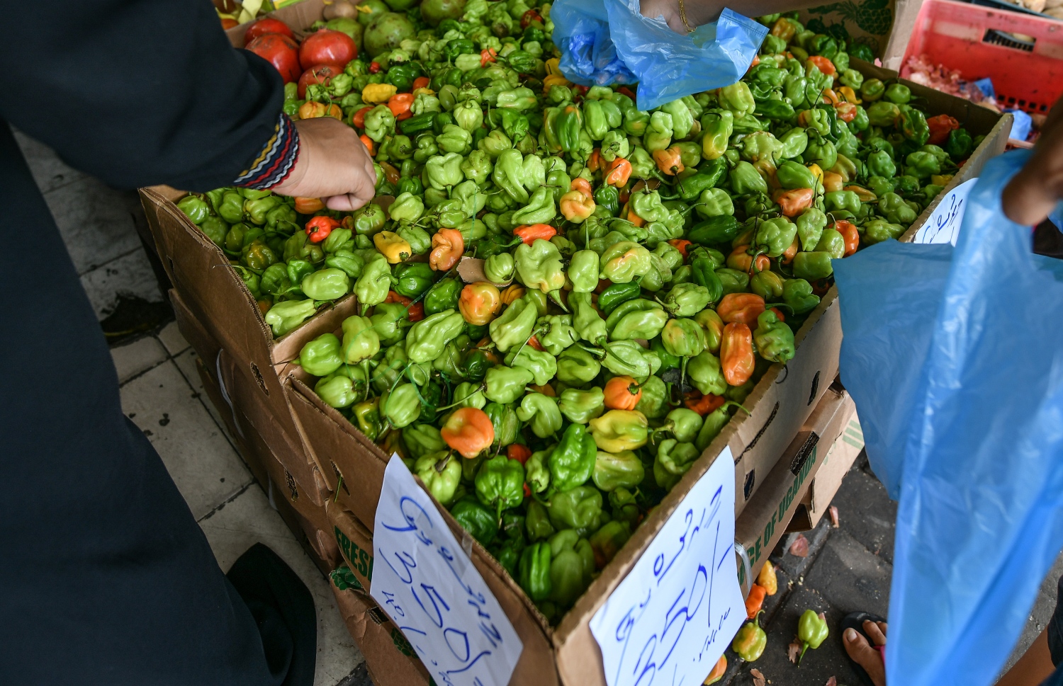 މާރުކޭޓުގައި ވިއްކަން ހުރި ގިތެޔޮ މިރުސްތަކެއް-- ފޮޓޯ: ނިޝާން އަލީ/ މިހާރު