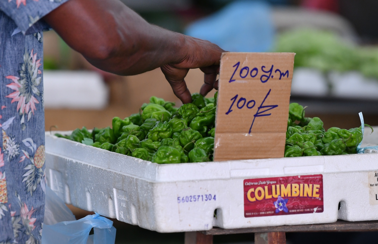 މާރުކޭޓުގައި ވިއްކަން ހުރި މިރުުސްތަކެއް.--ފޮޓޯ: ނިޝާން އަލީ/ މިހާރު