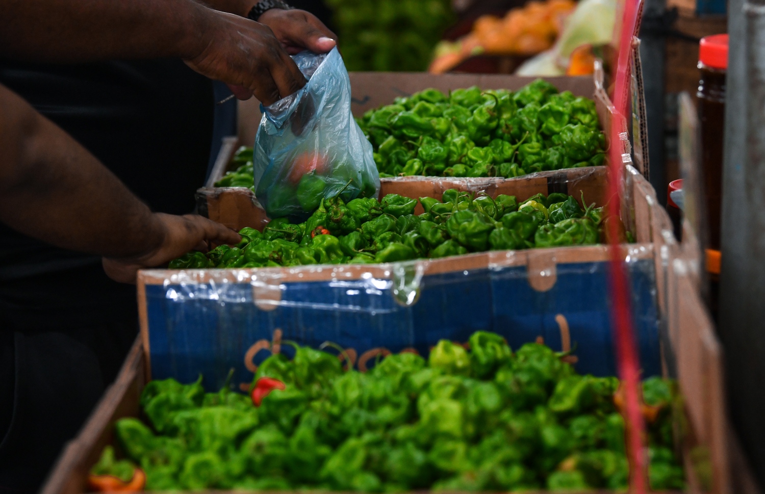 މާރުކޭޓުގައި ވިއްކަން ހުރި ގިތެޔޮ މިރުސްތަކެއް: މިރުހުގެ ރަސްކަން ކުރަމުންދިޔަ ކަނޑޫދޫގެ ދަނޑުތަކަށް މިފަހަރު ވަނީ ބޮޑު ގެއްލުމެއް ލިބިފައި.-- ފޮޓޯ: ނިޝާން އަލީ/ މިހާރު