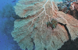 Underwater photograph taken at Baa Atoll, Maldives - a UNESCO Biosphere Reserve that rakes in money for the Maldives. These corals are severely under threat, in Baa Atoll, Maldives and across the globe. PHOTO: AMILLAFUSHI