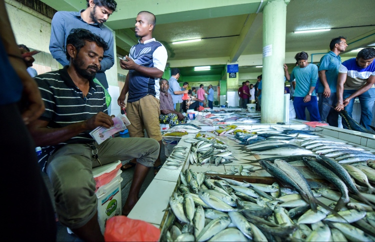 ދަގަނޑު ޖަހައިގެން މަސްހިފުން މަނާކުރުމާ ހިޔާލު ތަފާތު