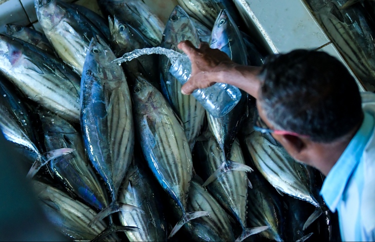 މަސް ނުކިރޭތީ ހުށަހެޅި ކުއްލި މައްސަލަ ބޭރުކޮށްލައިފި