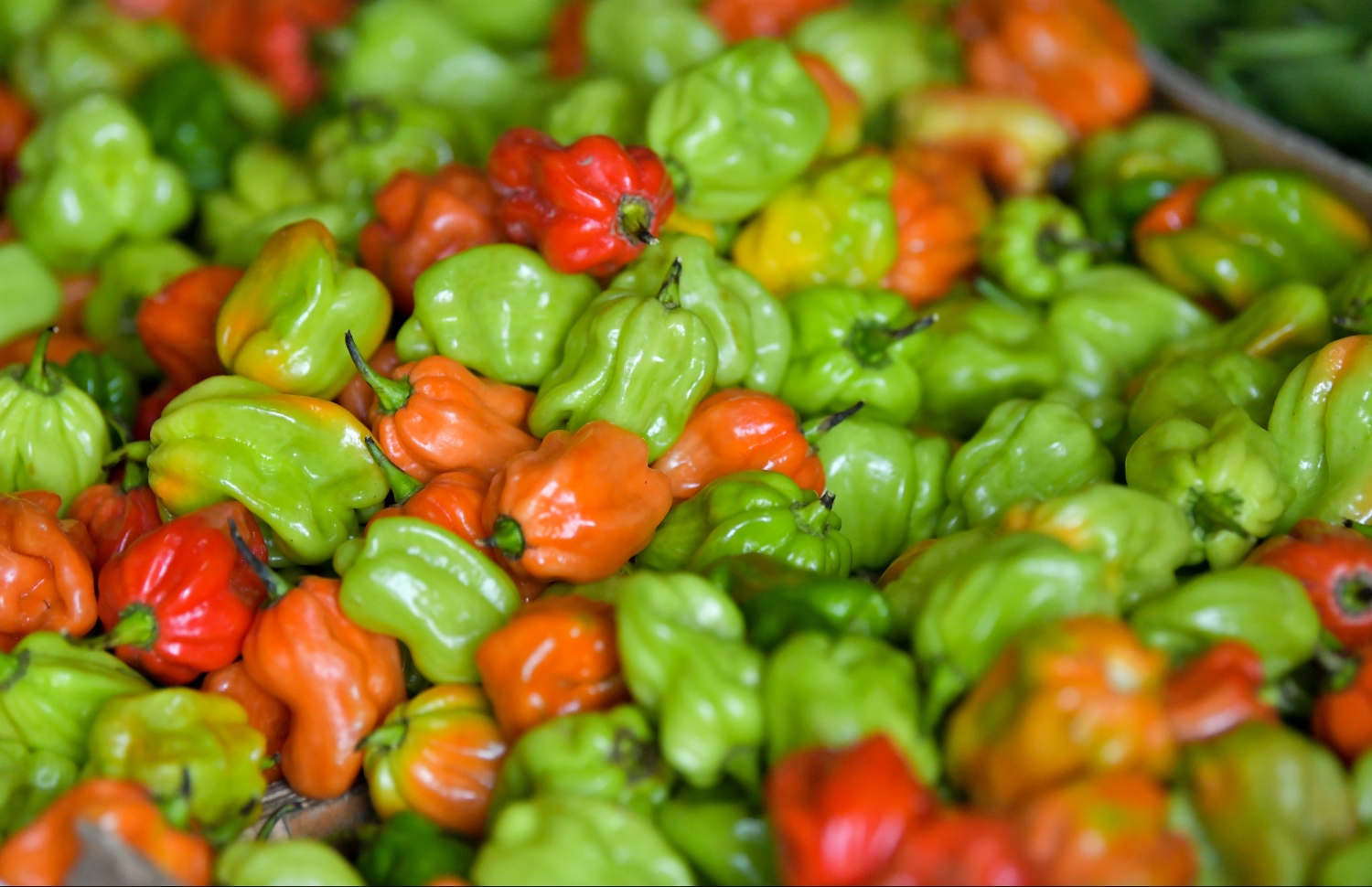 މާރުކޭޓްގައި ވިއްކަން ބަހައްޓާފައި ހުރި ގިތެޔޮ މިރުސްތަކެއް: ކަނޑޫދޫ މިރުހުގެ އަގު ބޮޑުވުމުން ބަހުސެއް ފެށުނު