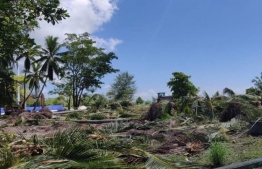 The uprooted palm trees in the Addu City Square which is currently under development. PHOTO: MIHAARU FILES