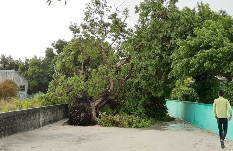 ވަރަށް ވިއްސާރަ، ރަނގަޅުވާނީ ދެ ދުވަހެއް ފަހުން