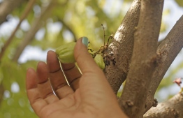 Throughout the Maldives, the unassuming Bilimbi Tree grows free and frequent - it's 'Bilamagu' fruit plentiful year-round and the key ingredient for this particular concoction. PHOTO: HAWWA AMANY ABDULLA /THE EDITION