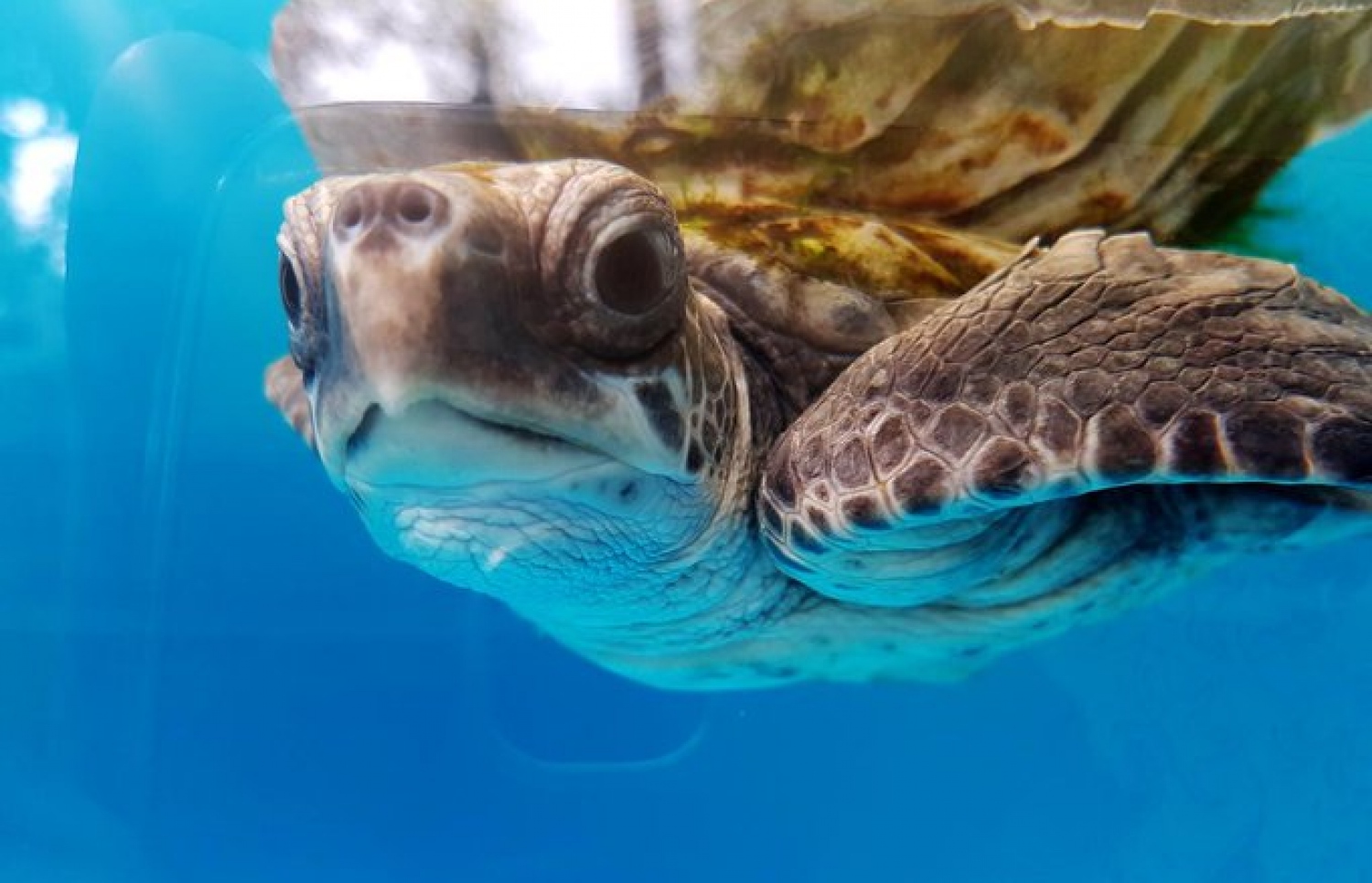 ކަހަނބެއް: ވެލަޔާއި މަޑި ހިމެނޭ ގޮތަށް ހިމާޔަތްކޮށްފައިވާ ދިރޭ ތަކެއްޗާ މެދު އަމަލުކުރާނެ ގޮތުގެ އުސޫލެއް މިނިސްޓްރީން ވަނީ ހަދައިފައި.-- ފޮޓޯ: އޮލިވް ރިޑްލީ ޕްރޮޖެކްޓް