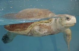 An injured turtle being rehabilitated by the Olive Ridley Project. PHOTO: HAWWA AMAANY ABDULLA / THE EDITION