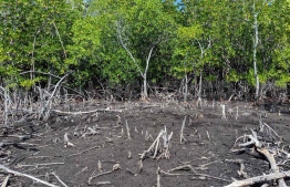 A protected area of the Kendhikulhudhoo, Noonu Atoll, wetland area. PHOTO: PROJECT REGENERATE