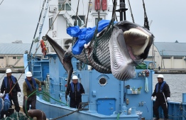A captured Minke whale is lifted by a crane at a port in Kushiro, Hokkaido Prefecture on July 1, 2019. - Japan began its first commercial whale hunts in more than three decades on July 1, brushing aside outrage over its resumption of a practice that conservationists say is cruel and outdated. (Photo by Kazuhiro NOGI / AFP)