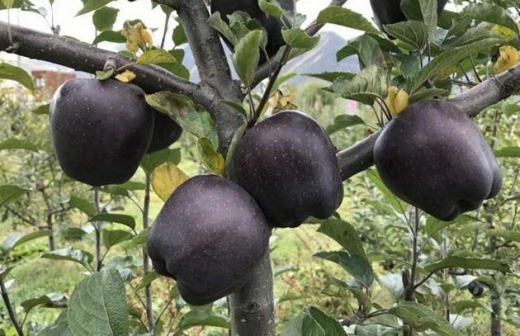 ކަޅު އާފަލު، މިއީ އެންމެ ތަދު އާފަލު