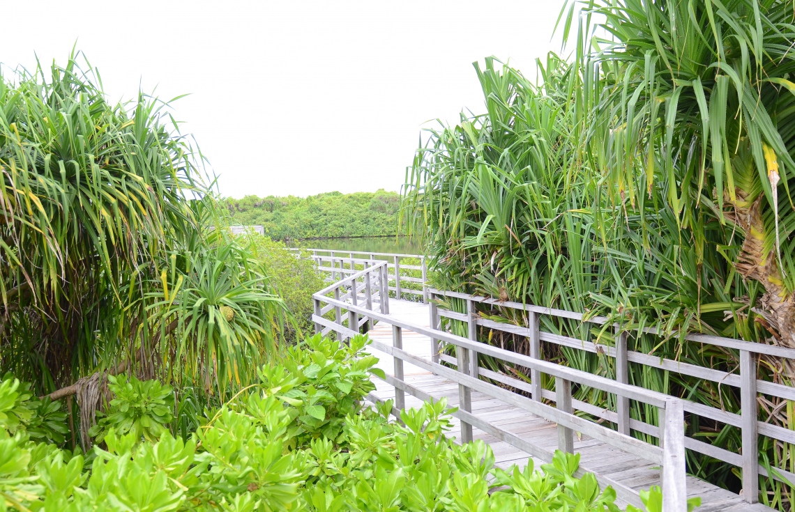 ސ. ހިތަދޫ: ޖުލައި 17، 2019- އައްޑޫ ނޭޗާ ކްލަބްގައި ހިމެނޭ އީދިގަލި ކިޅި ބެލުމަށް ޚާއްސަ ކޮށްފައިވާ ޕްލެޓްފޯމް.---ފޮޓޯ: އަހުމަދު މަހްޒޫމް