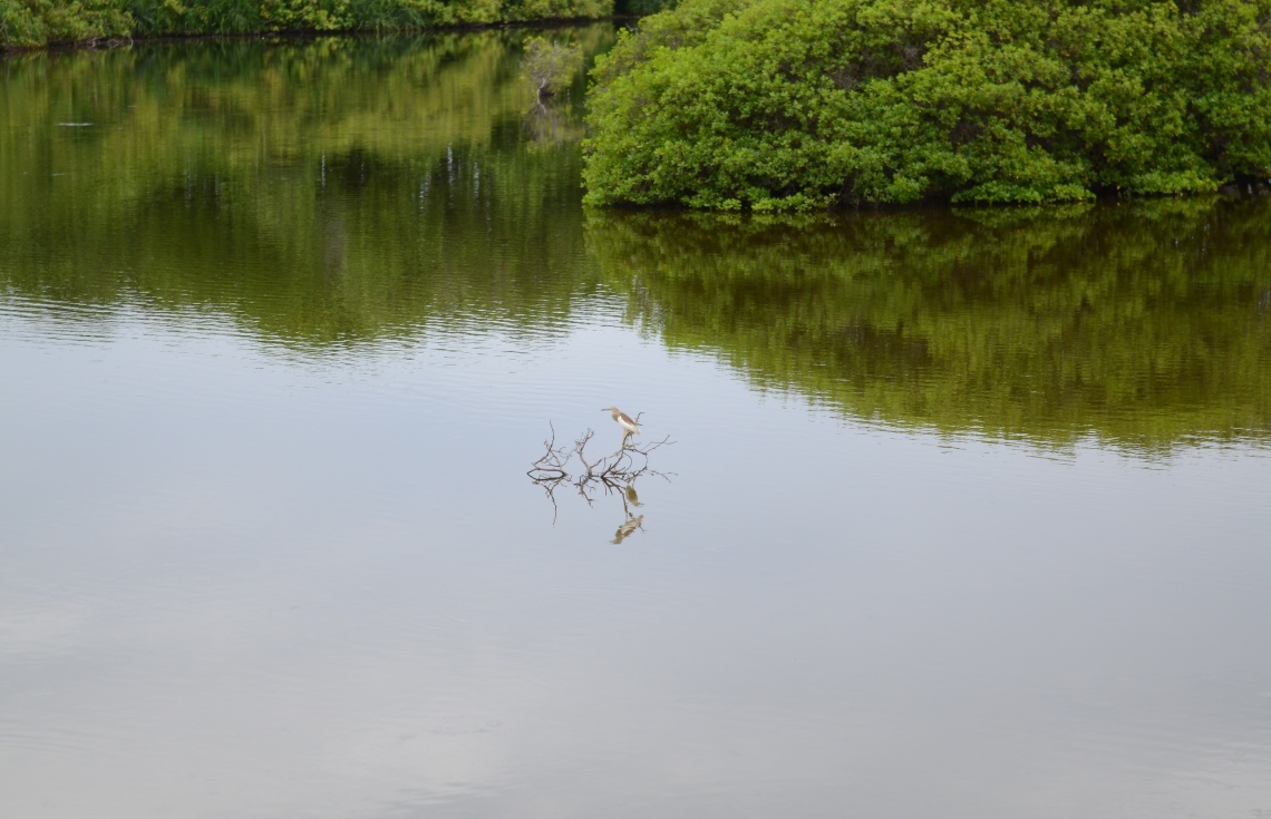 ސ. ހިތަދޫ: ޖުލައި 17، 2019- އައްޑޫ ނޭޗާ ޕާކްގެ އީދިގަލި ކިޅި އަށް ޖައްސާފައިވާ ދޫންޏެއް: މި ކިޅީގައި ހިމެނޭ މެންގްރޫސްތަކުގެ ތެރޭގައި ދިރިއުޅޭ ދޫނިތަކެއް މި ތަނުގައި އުޅޭ.---ފޮޓޯ: އަހުމަދު މަހްޒޫމް