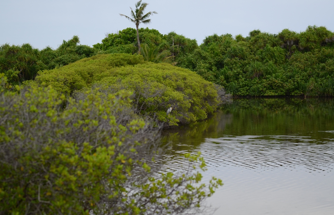 ސ. ހިތަދޫ: ޖުލައި 17، 2019- އައްޑޫ ނޭޗާ ޕާކްގެ ހިތްގައިމު މަންޒަރެއް.---ފޮޓޯ: އަހުމަދު މަހްޒޫމް