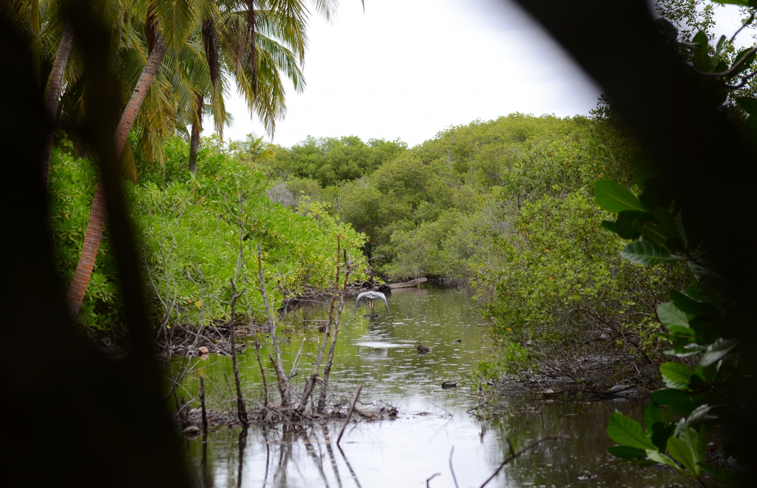 އައްޑޫ ނޭޗާ ޕާކްގެ ކިޅިއެއްގައި ދޫންޏެއް ޖައްސާފައި: މި ތަނުގައި ދިރިއުޅޭ ޚާއްސަ ދޫނިތަކެއް އުޅޭ.---ފޮޓޯ: އަހުމަދު މަހްޒޫމް