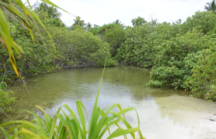 ގުދުރަތީ ރީތިކަން ބަލަން ނޭޗާ ޕާކުތަކަށް ދިވެހިން